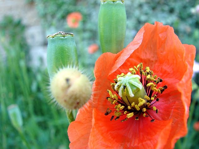 ウラハイ 裏 週刊俳句 ホトトギス雑詠選抄 17 罌粟の花 上