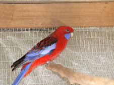 Rosella