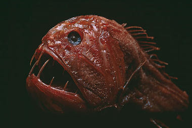 Fangtooth Fangtooth