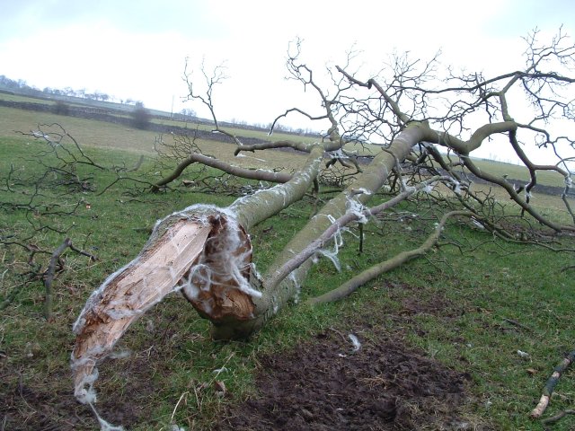 [010+Wooly+tree.JPG]