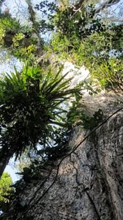 lupuna tree