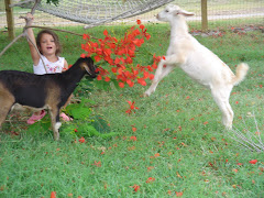 Ava feeding the babies flamboyant blossoms