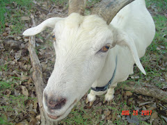 Cassie the Boss Goat