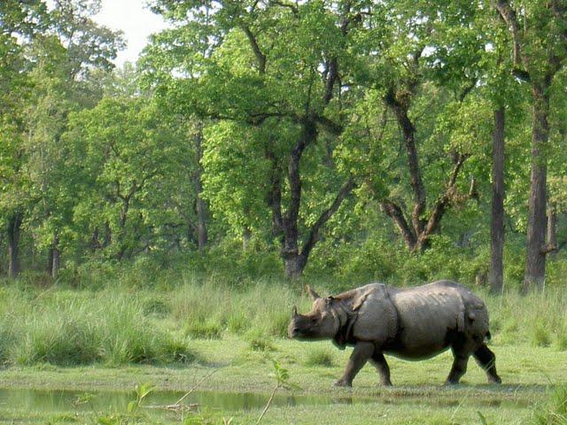 Chitwan --- Culture, Wildlife, and exciting adventure