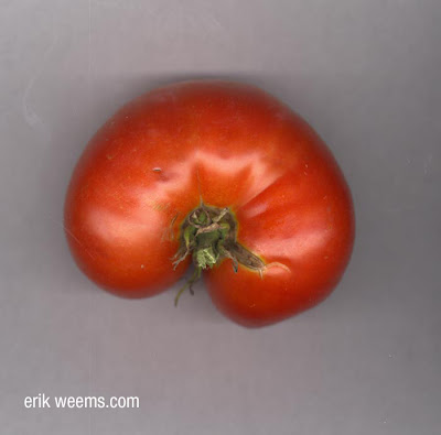 tomato peculiar