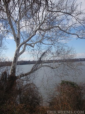 Birch Tree Hopewell City Point Virginia