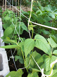 Growing in the Garden Now