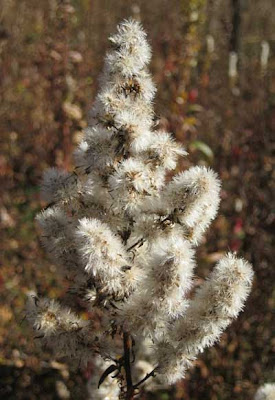 Tom S Blog Keeping The Goldenrod Seed Heads Straight