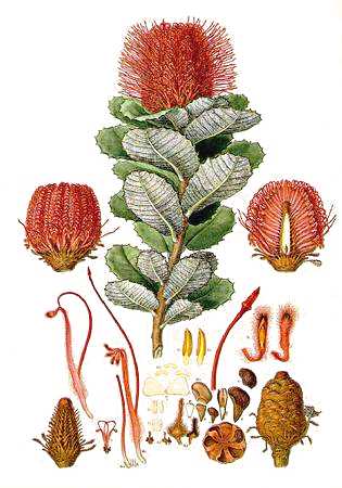 [banksia.jpg]