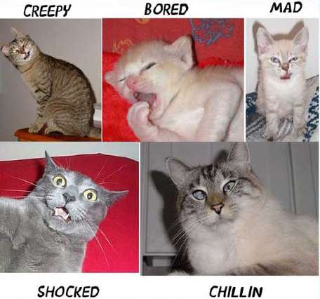 MOODS OF CATS...