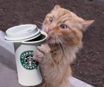 funny-animal-pictures-cats-coffee-starbucks.jpg