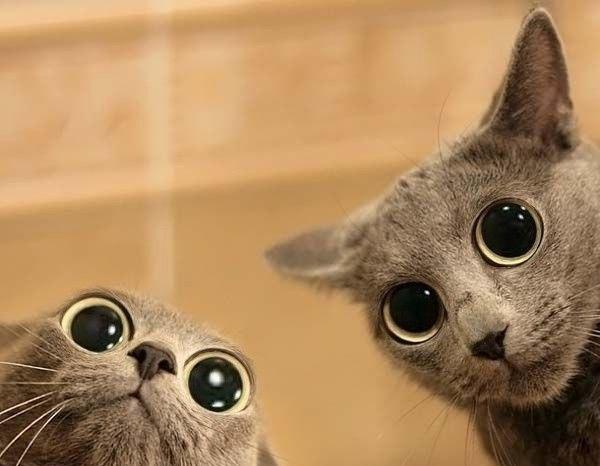bug eyed cats