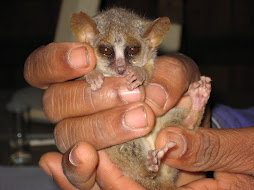 Gray mouse lemur