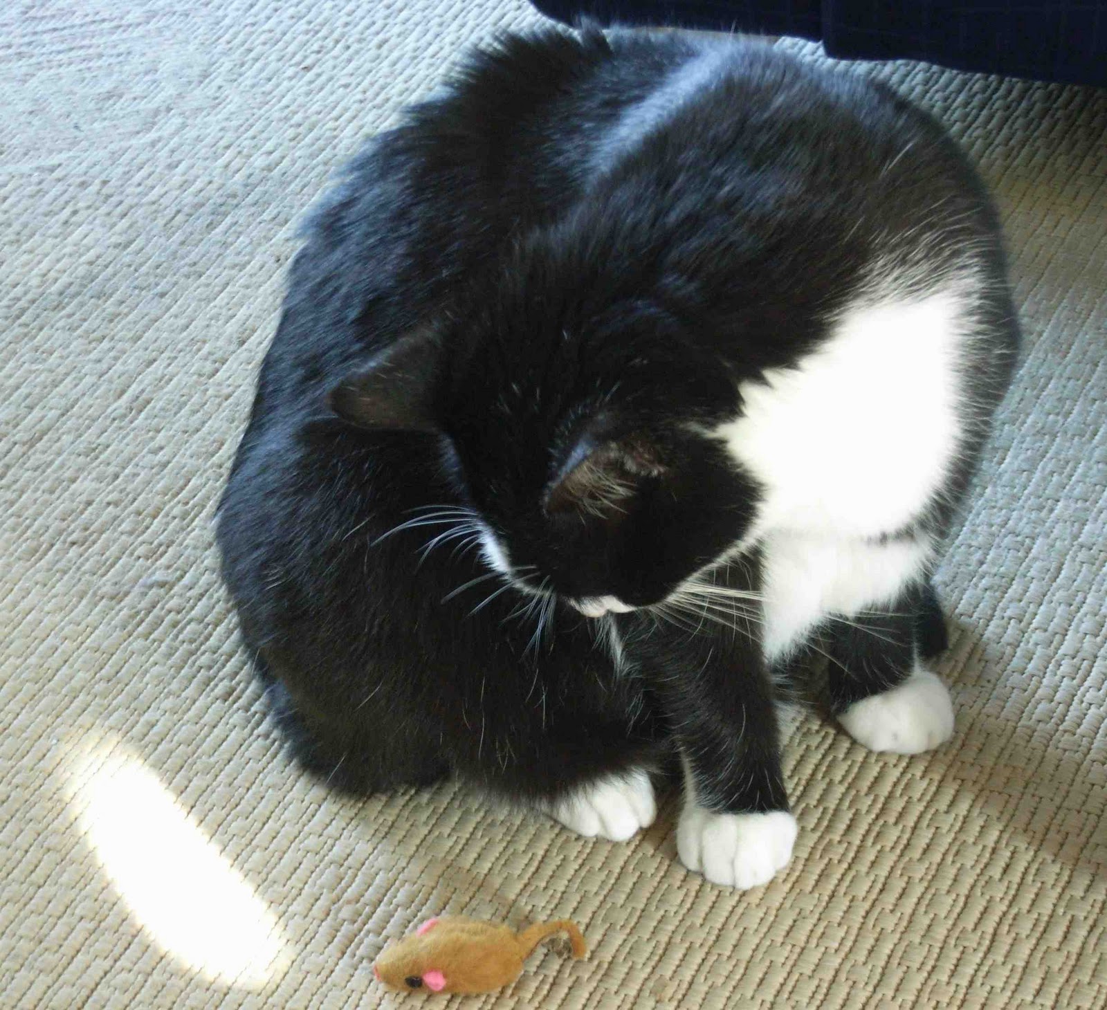 Kater Jackys Blog Mauseplage Und Katzengedicht