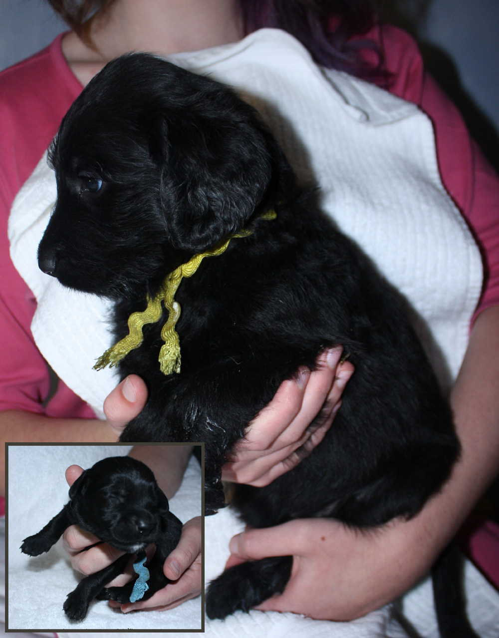 Rottle (Rottweiler/Poodle) puppies Rottle (Rottweiler/Poodle) puppies