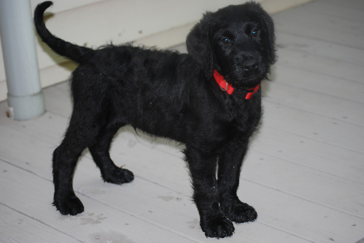poodle rottweiler german shepherd and rottweiler mix wallpaper poodle rottweiler german shepherd and rottweiler mix wallpaper