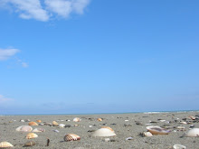 cielo,mare, conchiglie  --  sky, sea, shell