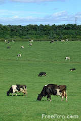 Cows