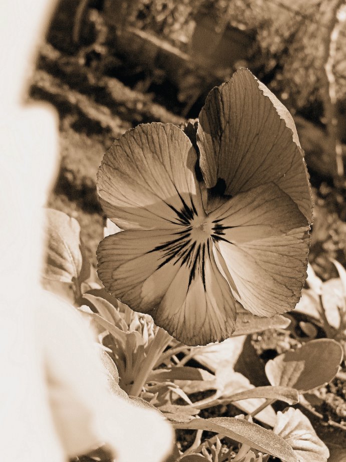 [Amor_perfeito__2__by_Sepia_Club.jpg]