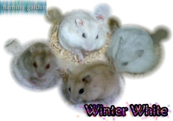 HammiE suRabaiaa Shop: wintEr wHite hamster