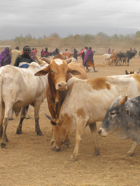 29 septembre - Marche bovin d'Arusha