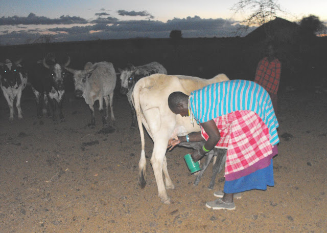 11 novembre - La laitiere au pot au lait