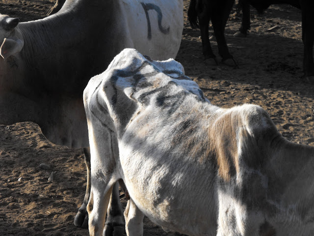 3 novembre - Retour a la maison.