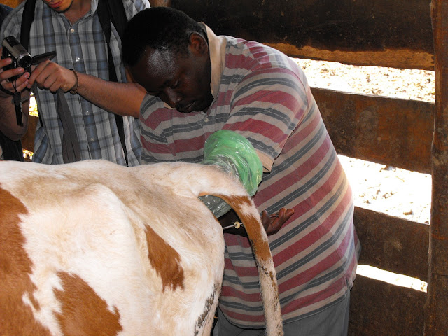 9 Decembre - L'insemination artificielle.