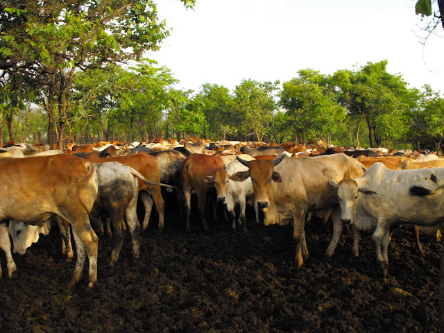 12 Decembre - 7000 hectars et plus de 2000 vaches !