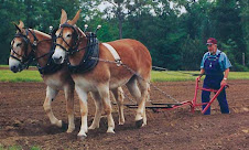 Draft Mules Plowing