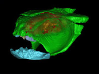Encontrado tecido cerebral em peixe fóssil  Tecido+cerebral