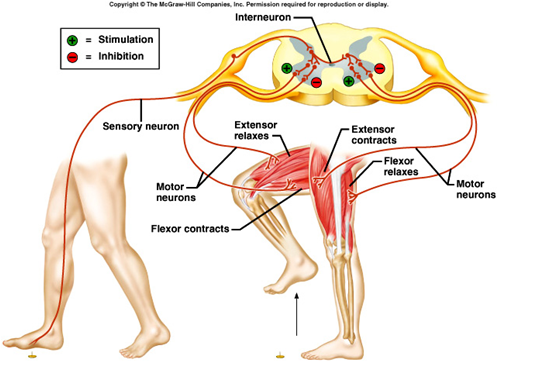Sports, Sports Science & Physical Education: Crossed ... diagram a reflex arc 
