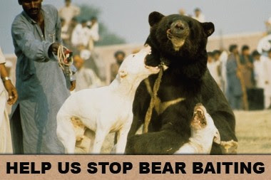 Травля медведей собаками/WSPA: Undercover bear baiting footage reveals corruption WSPA_bearbaiting_