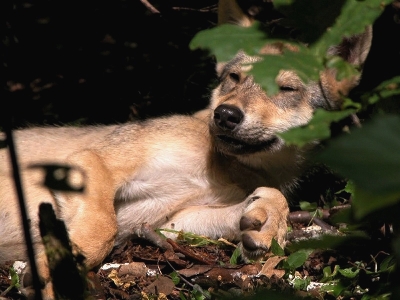 Сострадание к животным / Animal Compassion: February 2011