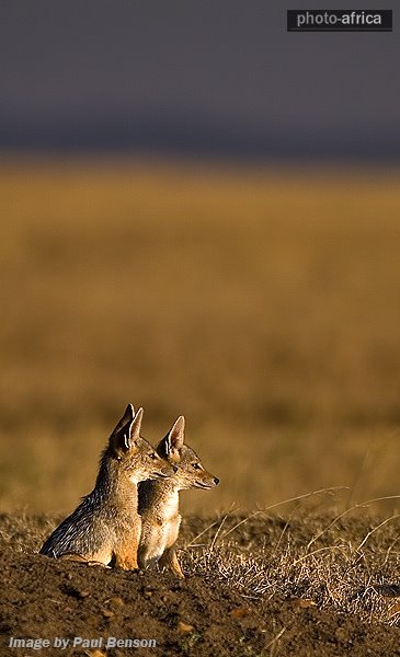 African+mammals+pictures