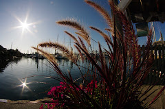 Comox Bay Marina