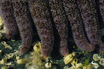 Starfish Legs