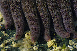 Starfish Legs