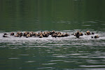 Raft of Otters