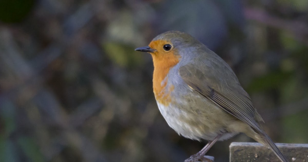 european robin amazing facts european robin amazing facts