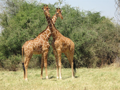 10 Ritual Perkawinan yang Unik di Dunia Hewan Canon+Pix+344+Reticulated+Giraffes
