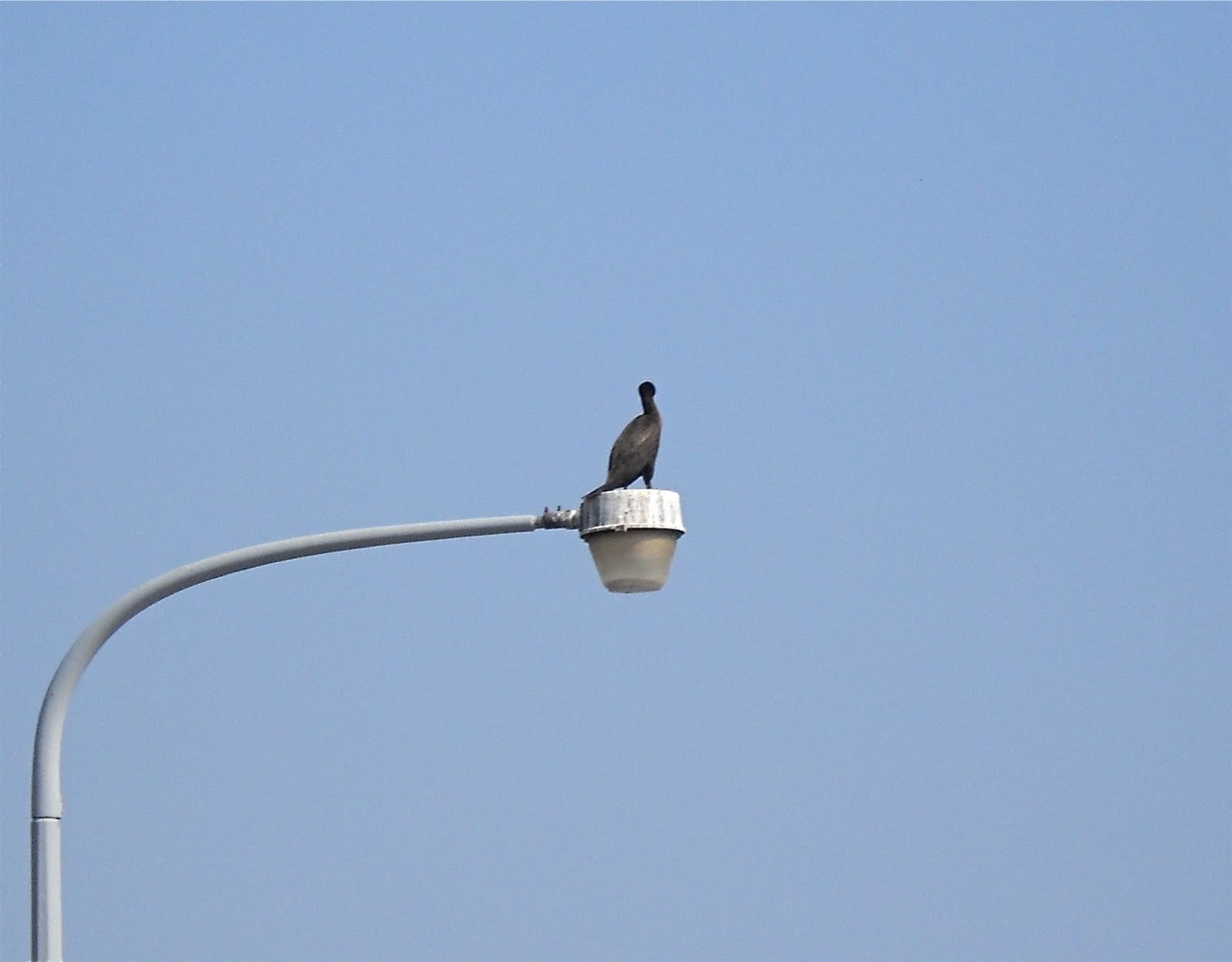 [Eleanor's+Cormorant.jpg]