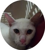 For  Adoption: Snowie