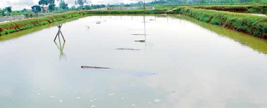 udang kali lingkungan