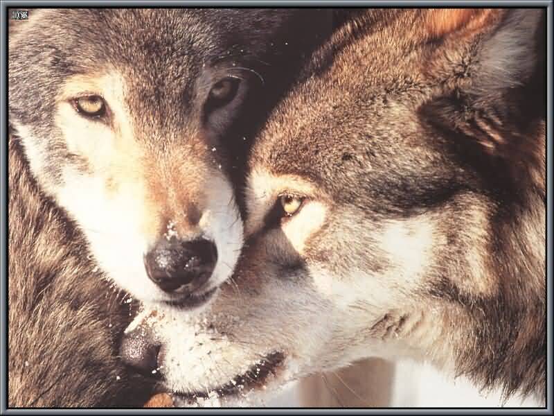 [loving+wolves.jpg]