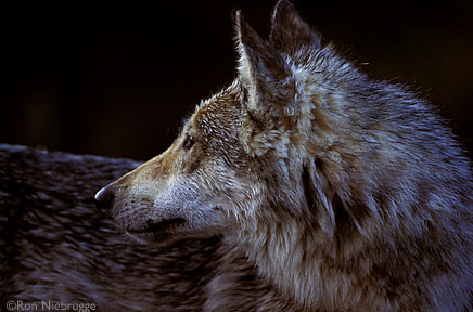 [GRAY_WOLF_HEAD_PROFILE...JPG]