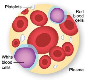 blood plasma cells red cell heart human constituents platelets tissue yellow functions their cardiac respiratory part substances types made suspension