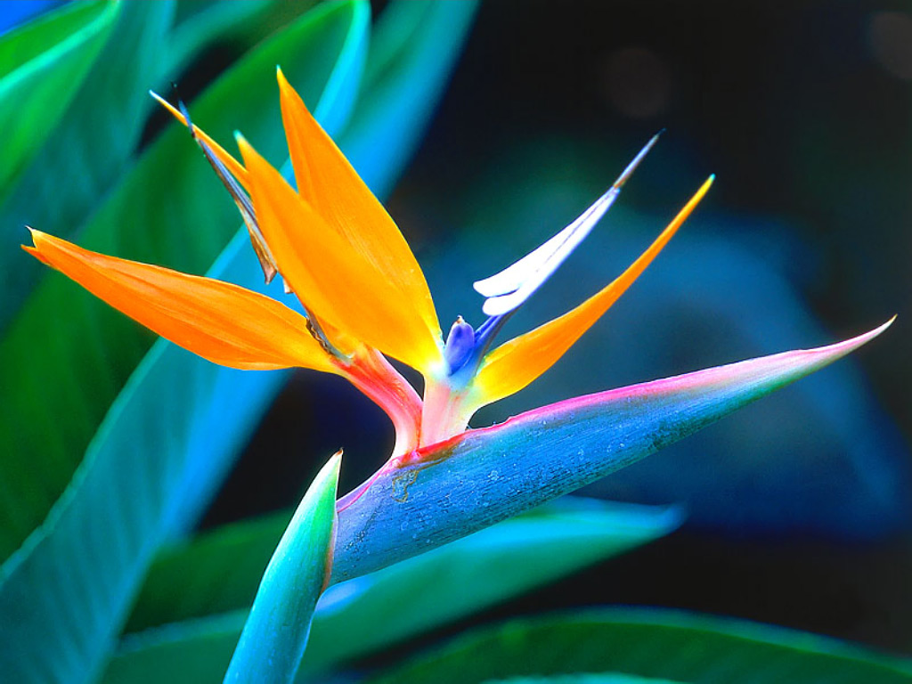 flowers flowers