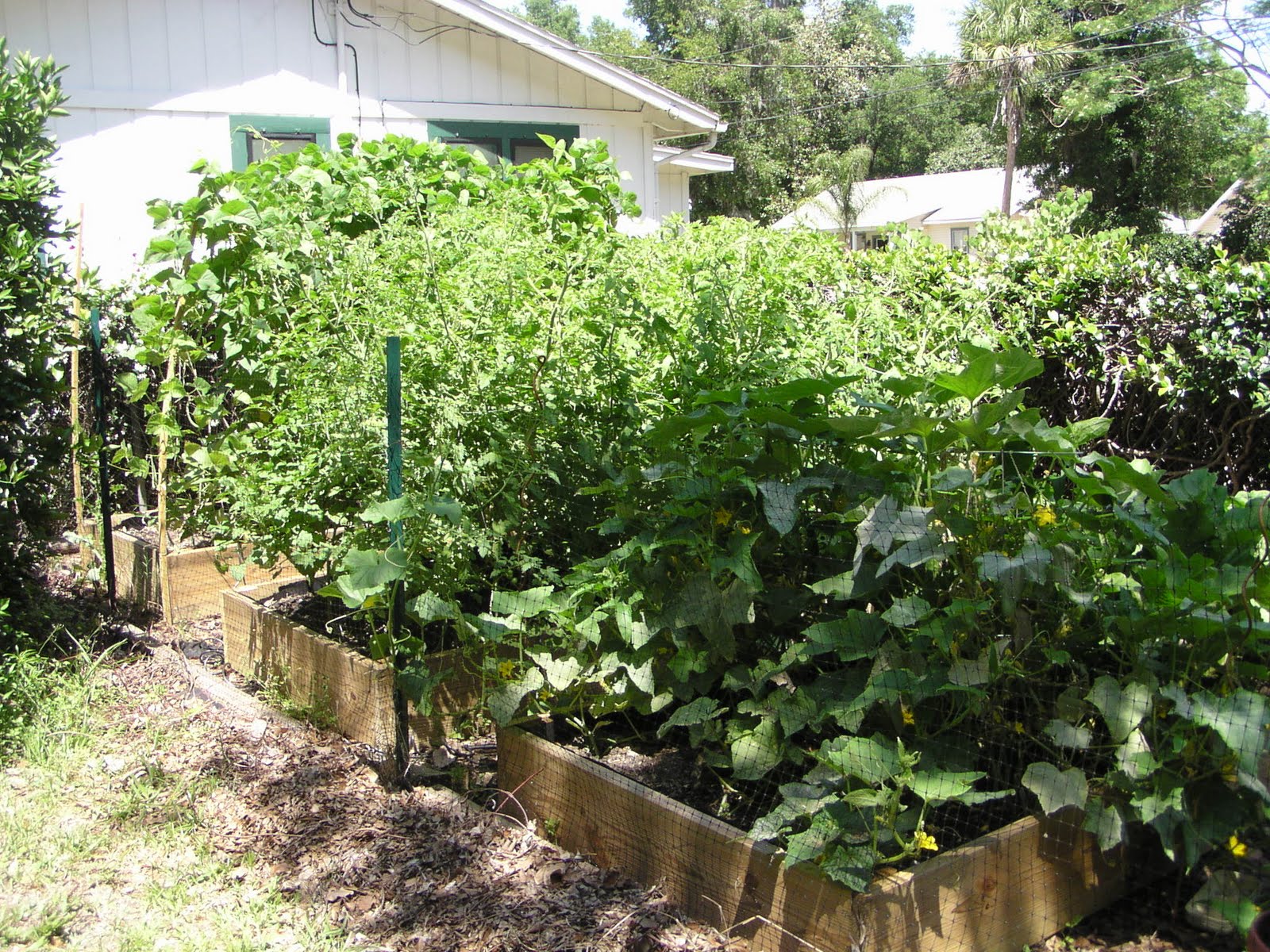 Florida Gardening Zone 9 Raised Beds