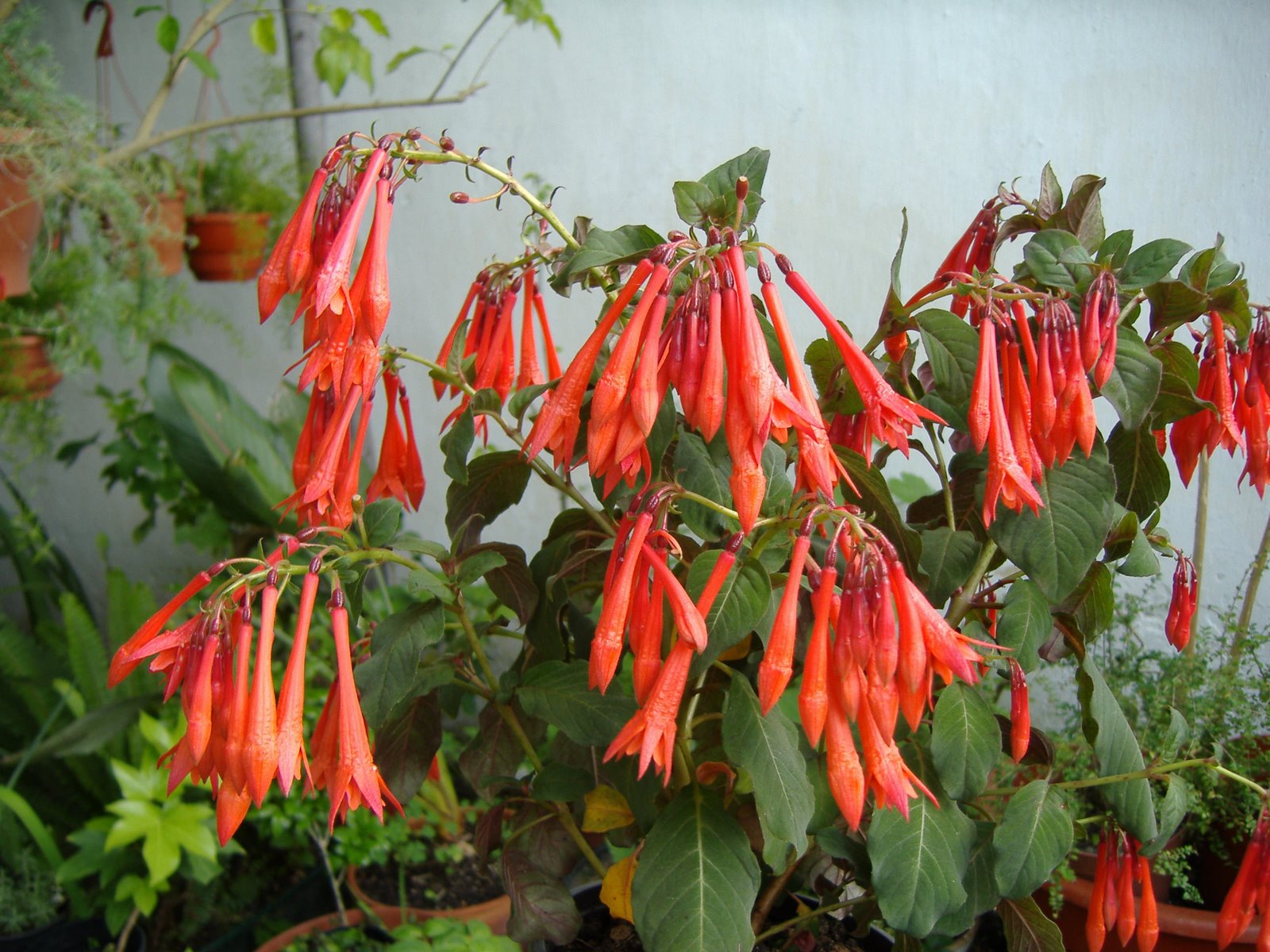 [DSCF2013.JPG]